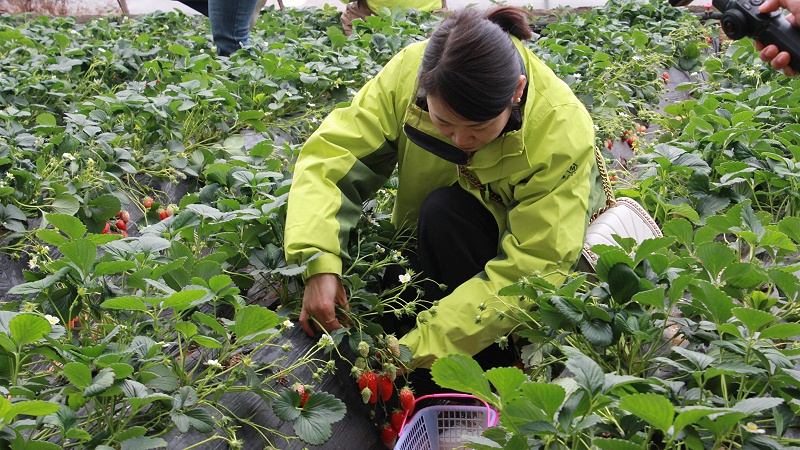 醒春時光，共赴“莓”好|青島中新華美塑料有限公司女神節(jié)活動圓滿舉行